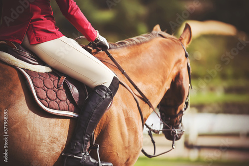 On a sunny summer day, a rider in black boots and a pink jacket sits in the saddle on a sorrel horse and holds the bridle rein in his hands. Horseback riding.