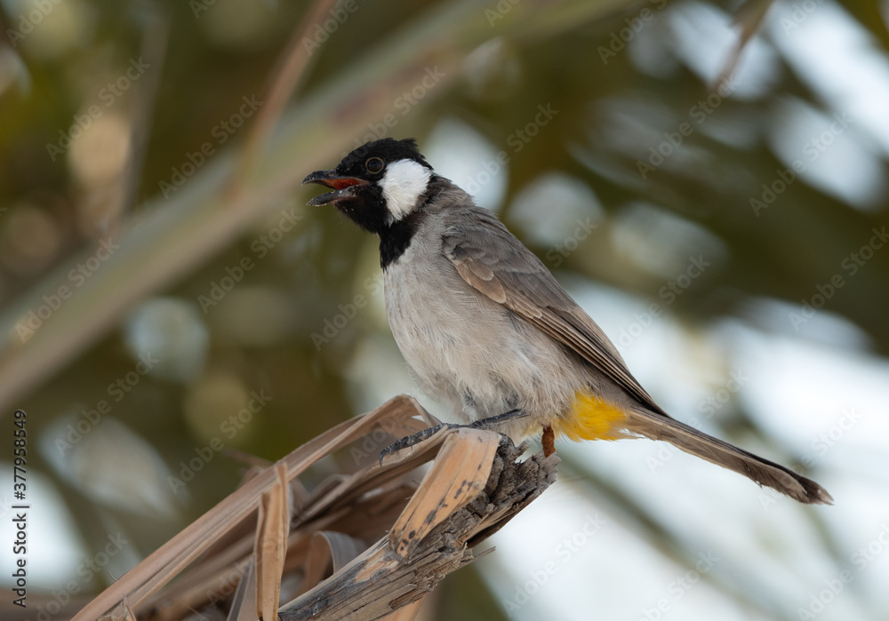 Obraz premium White-cheeked bulbul perched in date tree