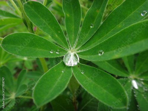 dew on leaves 