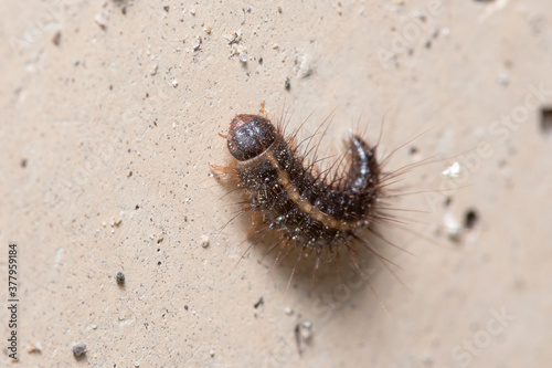 Anthrenus verbasci larvae climbs a concrete wall on a sunny day © Jorge