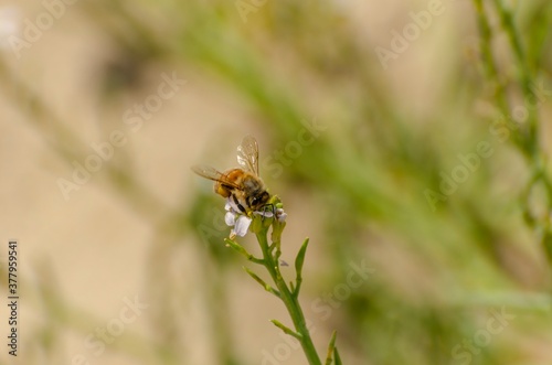 Bumblebee laying over flowers to take nectar