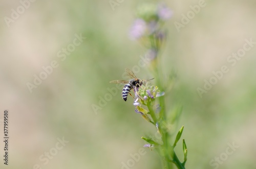 Bee flying over flowers for pollination © giadophoto