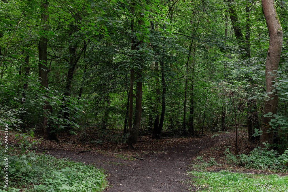 Ein Waldweg mit einer Weggabelung mitten im Wald, im Sommer, mit vollen grünen Bäumen. Ein Waldweg mit einer Weggabelung mitten im Wald, im Sommer, mit vollen grünen Bäumen.