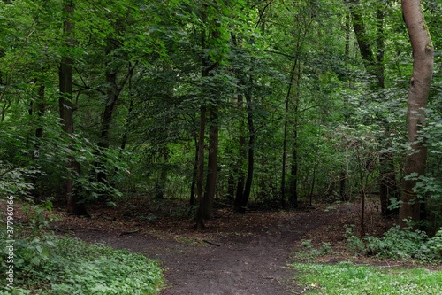 Ein Waldweg mit einer Weggabelung mitten im Wald, im Sommer, mit vollen grünen Bäumen.  photo