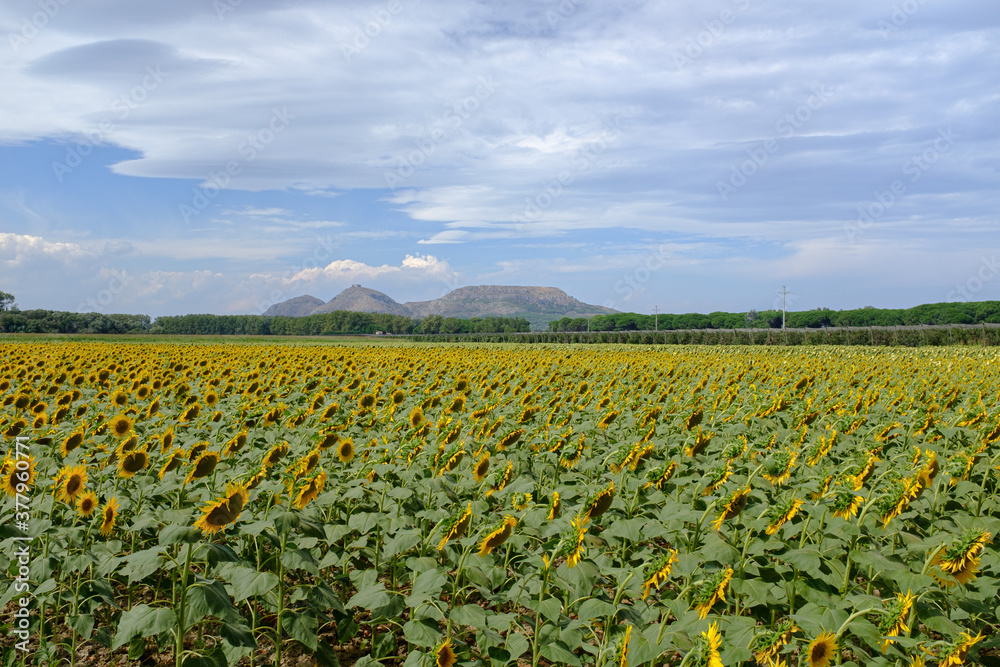 Yellow sunflowers plain field on a blue sky