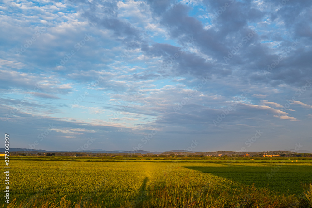 Yellow rice field landscape on a blue cloudscape