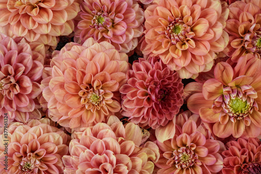 Beautiful dahlia flower heads arranged for a textured background. Peach, pink, salmon, colored flowers. Beautiful dahlia flower heads arranged for a textured background. Peach, pink, salmon, colored flowers.