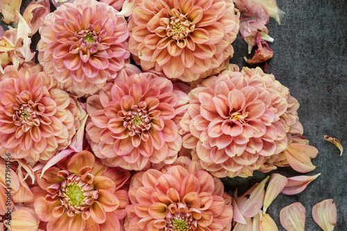 Beautiful dahlia flower heads arranged for a textured background. Peach, pink, salmon, colored flowers.