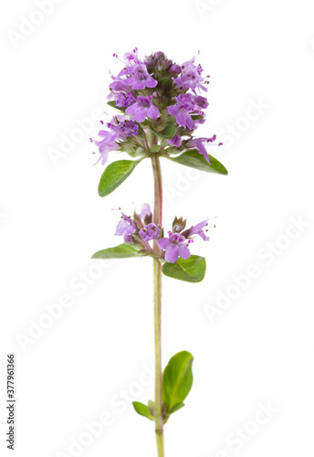 Blooming Wild Thyme (Thymus serpyllum) isolated on white background. Selective focus.