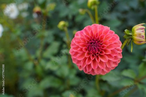 Beautiful dark pink dahlia growing in a flower garden. Many flower buds also. 