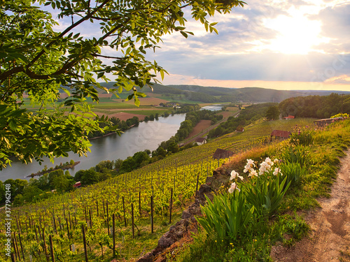 Weinbergterassen zwischen Gambach und  Karlstadt im Naturschutzgebiet Grainberg-Kalbenstein , Landkreis Main-Spessart, Unterfranken, Bayern, Deutschland