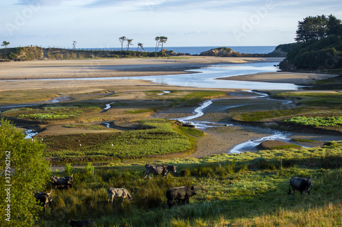 Cows grazing and seagulls flying over a meadow nearby the wetlands of 'La Rabia', Cantabria, Spain photo