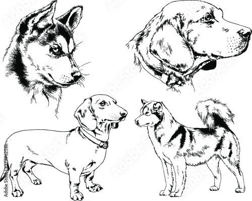 vector drawings sketches pedigree dogs and cats  drawn in ink by hand , objects with no background