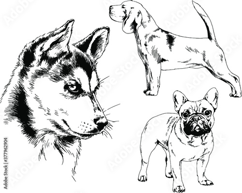 vector drawings sketches pedigree dogs and cats  drawn in ink by hand , objects with no background