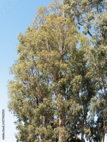 (Eucalyptus globulus) Southern blue gum | Blue gum | Eurabbie | Victorian blue gum | Tasmanian blue gum photo