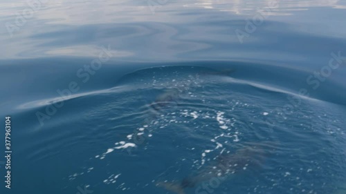 Dolphins swim together under a boat photo