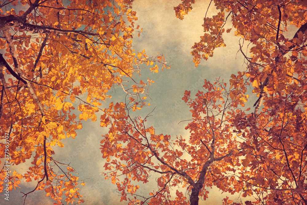 Autumn leaves of oak on the sky background.  Photo in retro style. Added paper texture. Toned image.