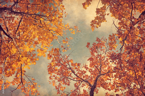 Autumn leaves of oak on the sky background.  Photo in retro style. Added paper texture. Toned image.