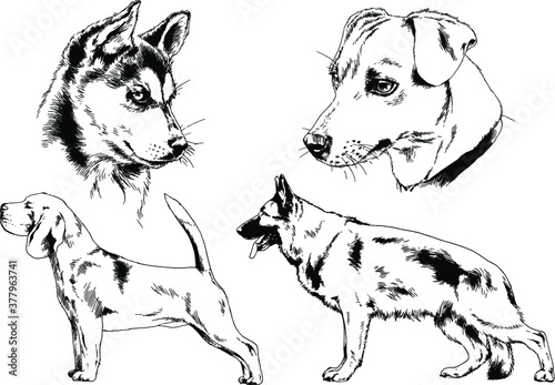 vector drawings sketches pedigree dogs and cats  drawn in ink by hand , objects with no background