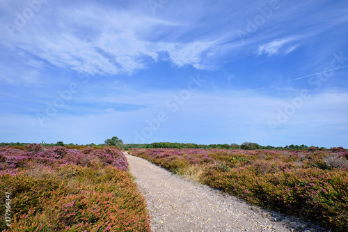 Schilderij op canvas Dunwich Heath on the Suffolk coast