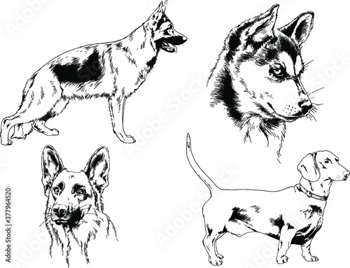 vector drawings sketches pedigree dogs and cats  drawn in ink by hand , objects with no background