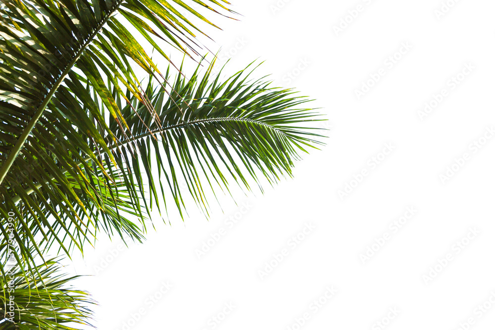 Isolated Palm leaves on white background.