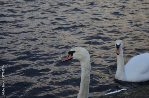 swan on the water