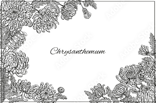 Chrysanthemums flowers
and leaves frame. Graphic hand drawn engraving style. Botanical illustration for packaging, menu cards, posters, prints.