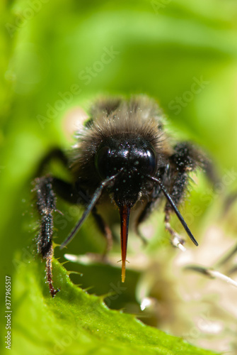 Close-up furry bumblebee with big sting and eyes