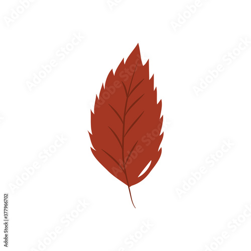 autumn leaves concept, elm leaf icon, flat style