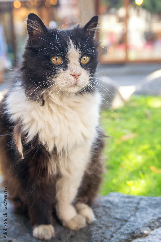 Cat portrait in the park. Photographed close-up.