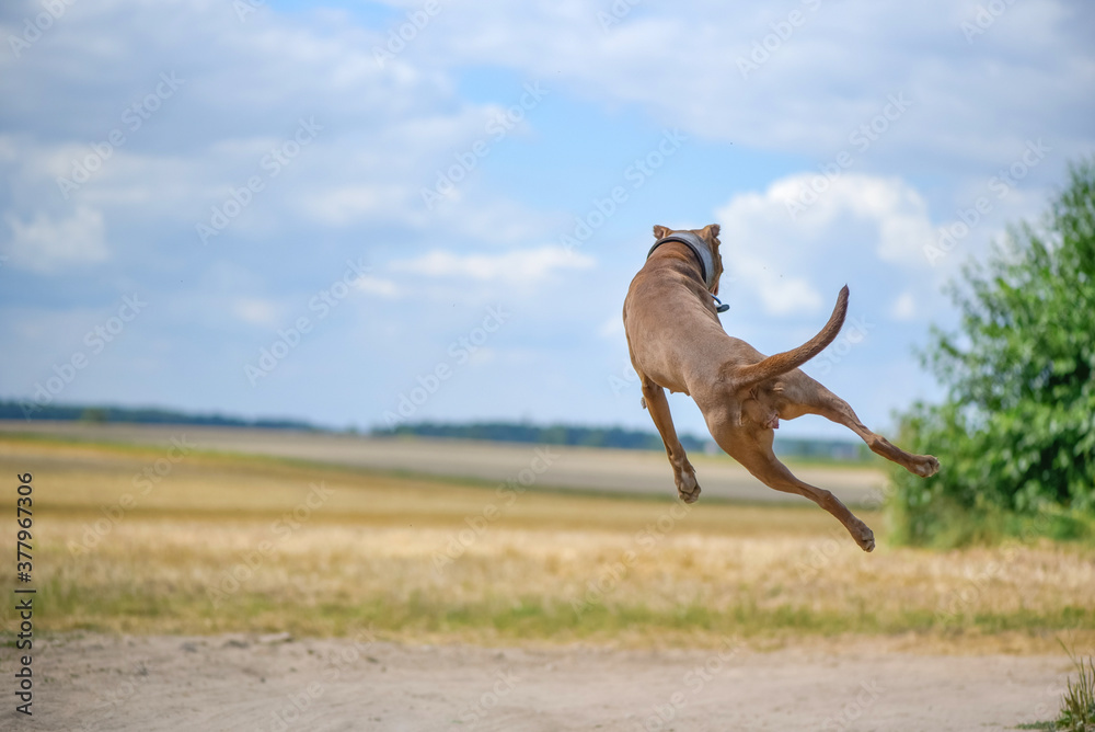 Naklejka premium American Pit Bull Terrier plays jumping for a ball on a summer field.
