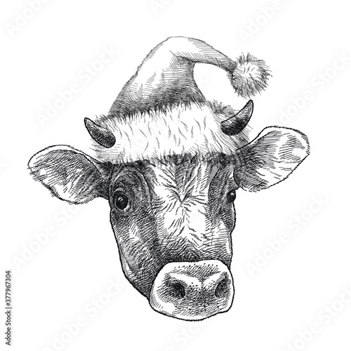 Hand-drawn graphic sketch of horned Bull head (Jersey breed) in Santa hat isolated on white background. 