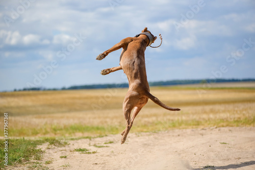 American Pit Bull Terrier plays jumping for a ball on a summer field.