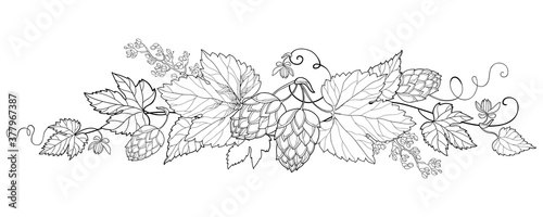 Bunch of outline Hop with leaf and ornate cones in black isolated on white background.