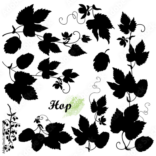 Set with bunch silhouettes of Hop with leaf, cones and flower in black isolated on white background. 