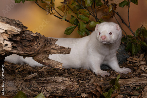 Fototapeta Naklejka Na Ścianę i Meble -  White European mink or nerts from a fur farm in an autumn forest landscape