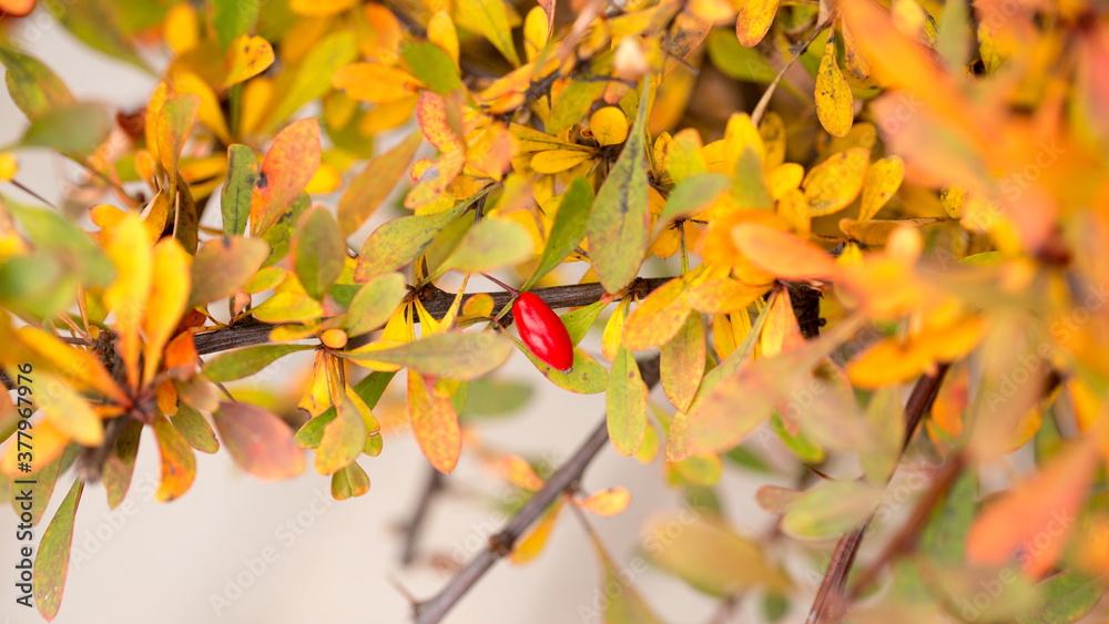 Fototapeta premium Bright barberry in the fall