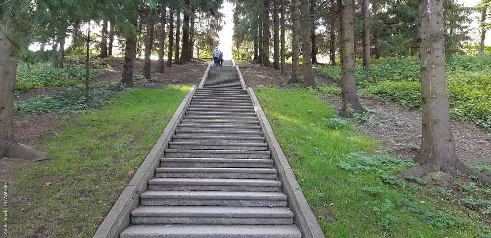 path in the forest