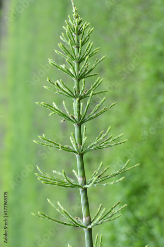 Horsetail field (Equisetum arvense) grows in nature.