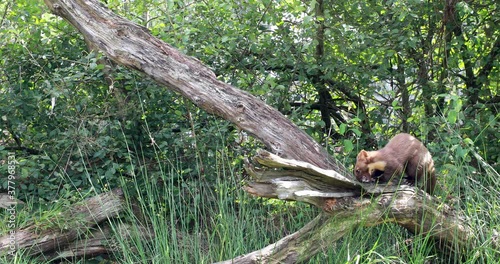 pine marten, Martes martes, action wide shots of it moving up and down tree trunk feeding and looking.