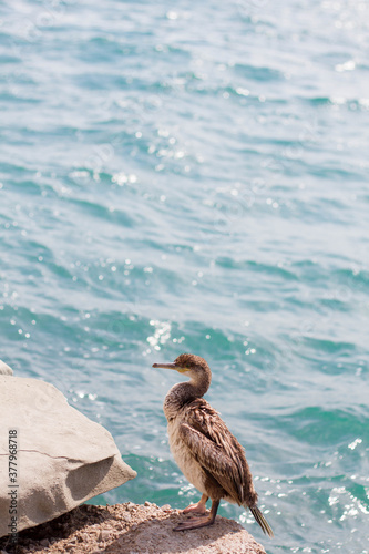 Black cormorant sitting on the rock next to the sea.