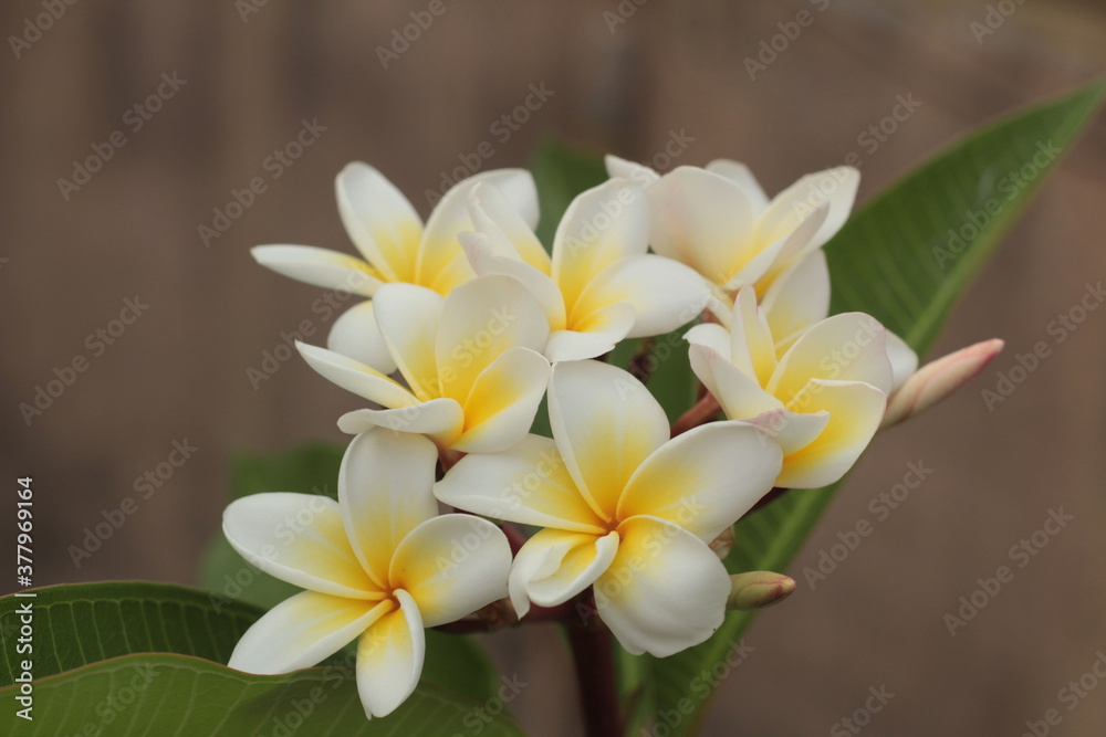 Plumeria Alba Plumeria Alba