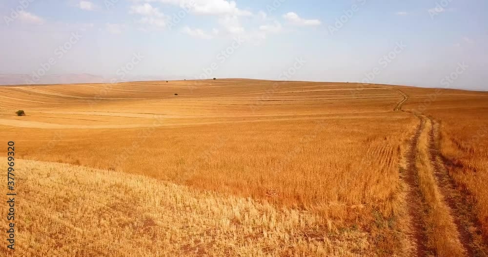 Agriculture road in beautiful yellow wheat farm waves in wind at scenic golden hills with single green trees in it and blue sky with white clouds in summer morning sunset