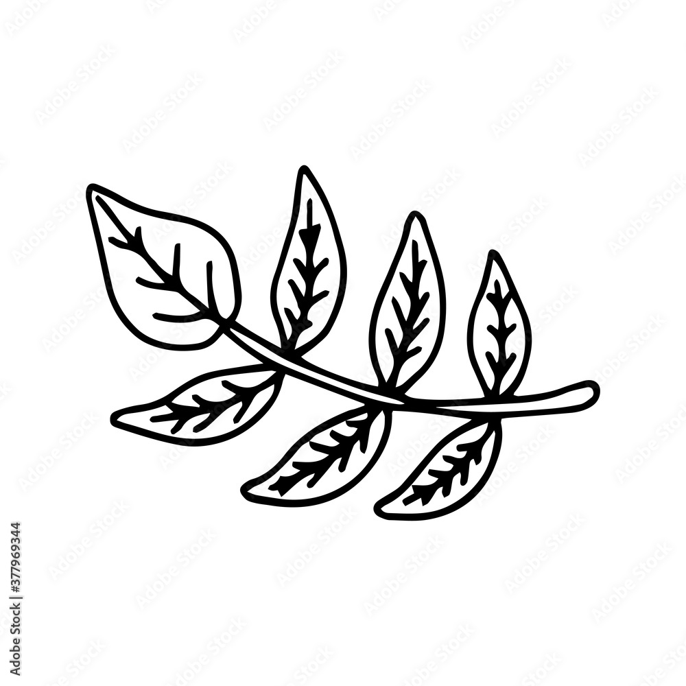 Cute leaf of tree design element. Сoncept nature. Hand drawn vector illustration in doodle style outline drawing isolated on white background. Cute leaf of tree design element. Сoncept nature. Hand drawn vector illustration in doodle style outline drawing isolated on white background.
