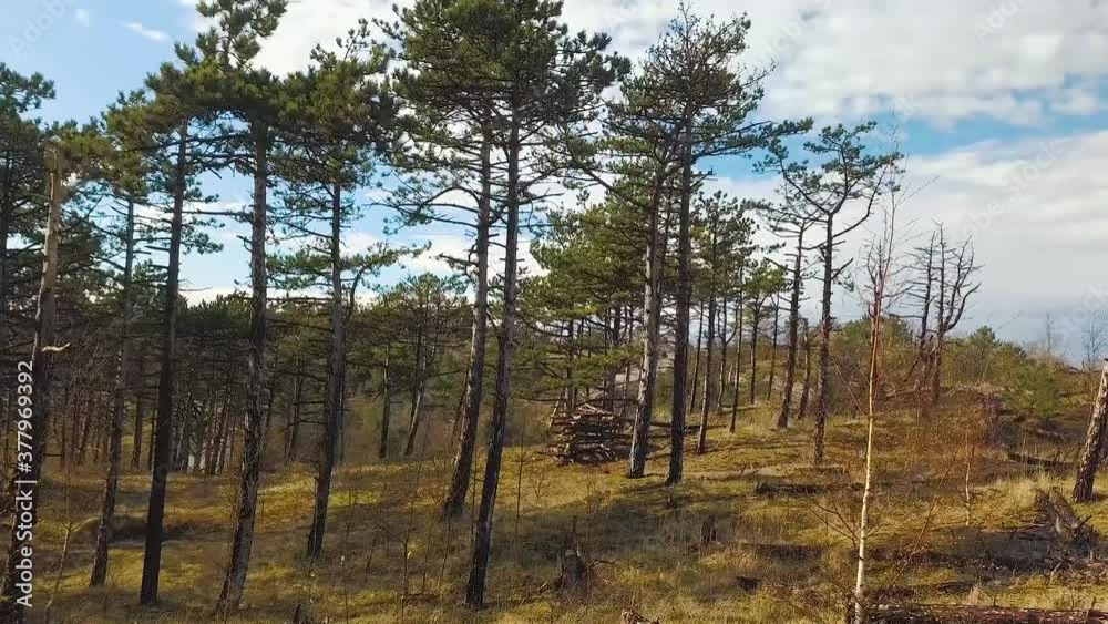 Drone shot from trees in Dutch Dune Forest in the Netherlands. The drone is flying towards the tree, but just stops in time. Drone shot from trees in Dutch Dune Forest in the Netherlands. The drone is flying towards the tree, but just stops in time.
