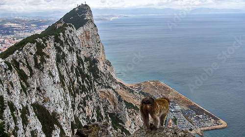Wild monkey looks down at Rock of Gibraltar