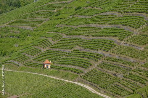 Landschaft und Weinberge am Kallmuth bei Homburg am Main, Markt Triefenstein, Landkreis Main-Spessart, Unterfranken, Bayern, Deutschlan photo