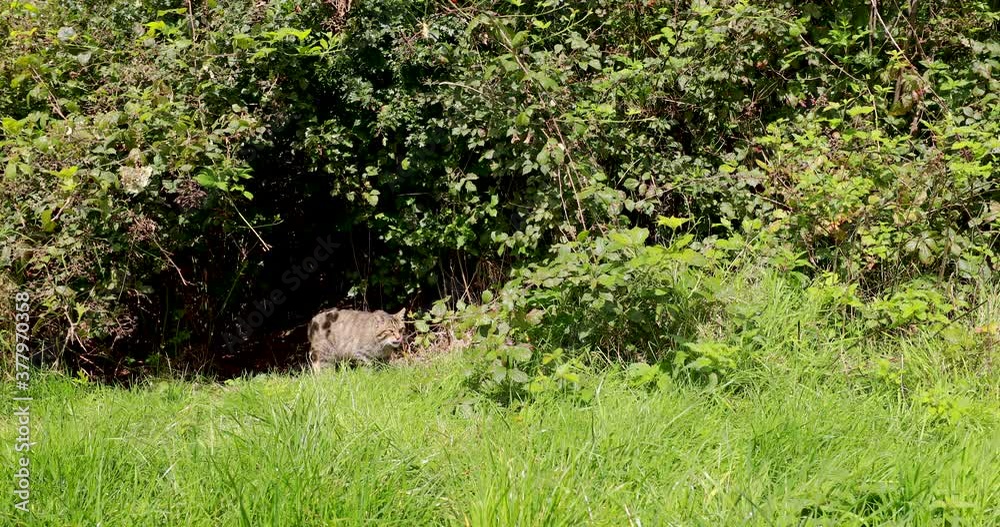 scottish wild cat, Felis silvestris, close to wide shot of it moving /eating on grass with woodland background.