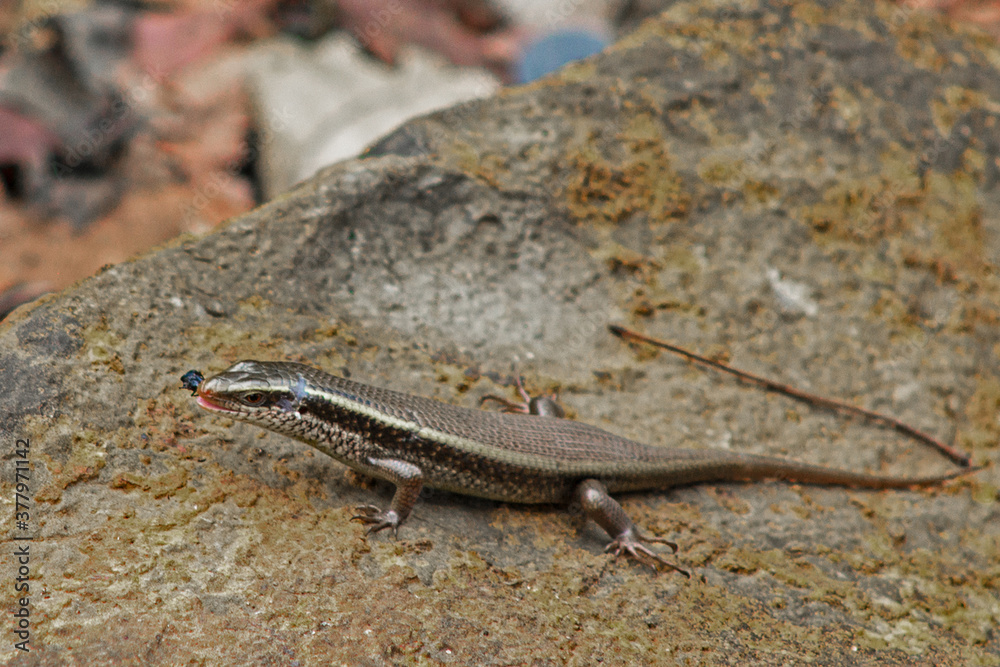 Salamander hunting and eating Black Ant Salamander hunting and eating Black Ant